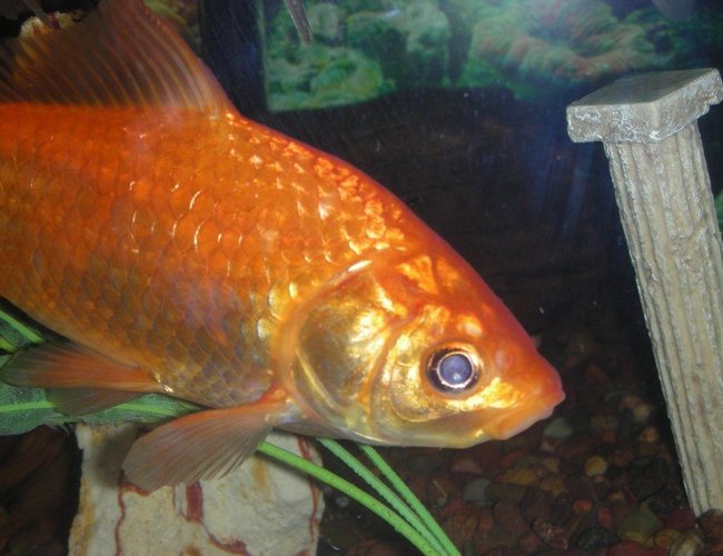 freshwater fish - carassius auratus - goldfish stocking in 75 gallons tank - mature goldfish freshwater fish - carassius auratus - goldfish stocking in 75 gallons tank - mature goldfish