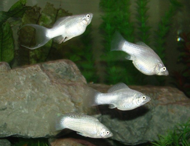 freshwater fish - poecilia velifera - platinum lyretail molly stocking in 75 gallons tank - Silver Molly Group freshwater fish - poecilia velifera - platinum lyretail molly stocking in 75 gallons tank - Silver Molly Group