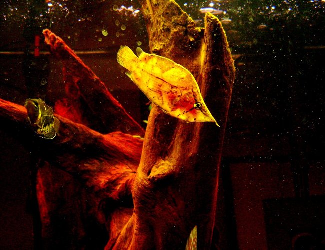 freshwater fish - sphaerichthys osphromenoides - chocolate gourami stocking in 46 gallons tank - Leaf Fish. Chocolate Gourami. freshwater fish - sphaerichthys osphromenoides - chocolate gourami stocking in 46 gallons tank - Leaf Fish. Chocolate Gourami.