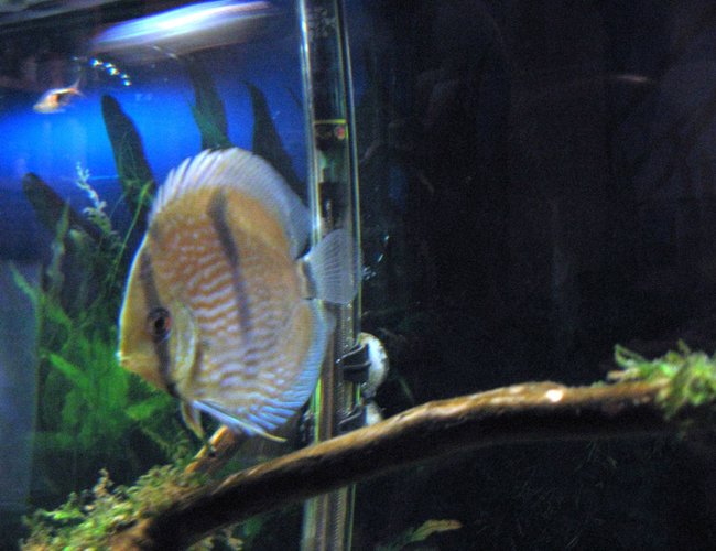 freshwater fish - symphysodon discus - heckel discus stocking in 55 gallons tank - Blue Heckel Discus freshwater fish - symphysodon discus - heckel discus stocking in 55 gallons tank - Blue Heckel Discus