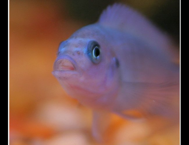 freshwater fish - iodotropheus sprengerae - rusty cichlid stocking in 45 gallons tank - African Cichlid freshwater fish - iodotropheus sprengerae - rusty cichlid stocking in 45 gallons tank - African Cichlid