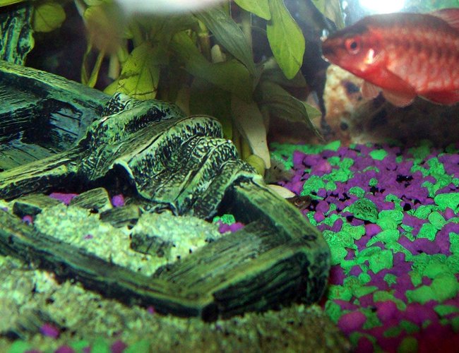freshwater fish - puntius titteya - cherry barb stocking in 10 gallons tank - male cherry barb freshwater fish - puntius titteya - cherry barb stocking in 10 gallons tank - male cherry barb