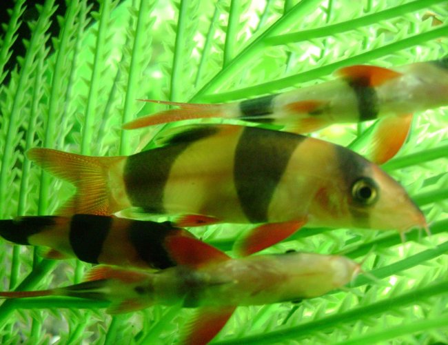 freshwater fish - botia macracantha - clown loach stocking in 50 gallons tank - 4 clown loaches, they did a real good job cleaning up leftover foods and snails. I will be moving them once they get too large. freshwater fish - botia macracantha - clown loach stocking in 50 gallons tank - 4 clown loaches, they did a real good job cleaning up leftover foods and snails. I will be moving them once they get too large.