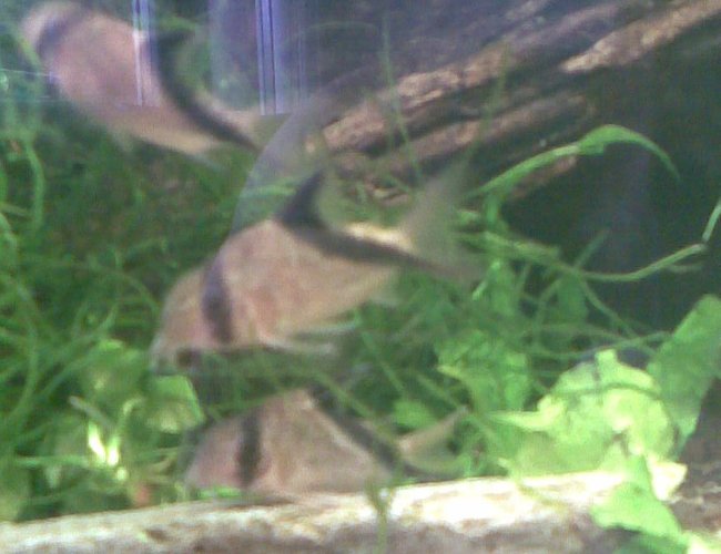 freshwater fish - corydoras aldolfoi - adolfoi cory cat stocking in 180 gallons tank - The 3 Amigo's freshwater fish - corydoras aldolfoi - adolfoi cory cat stocking in 180 gallons tank - The 3 Amigo's