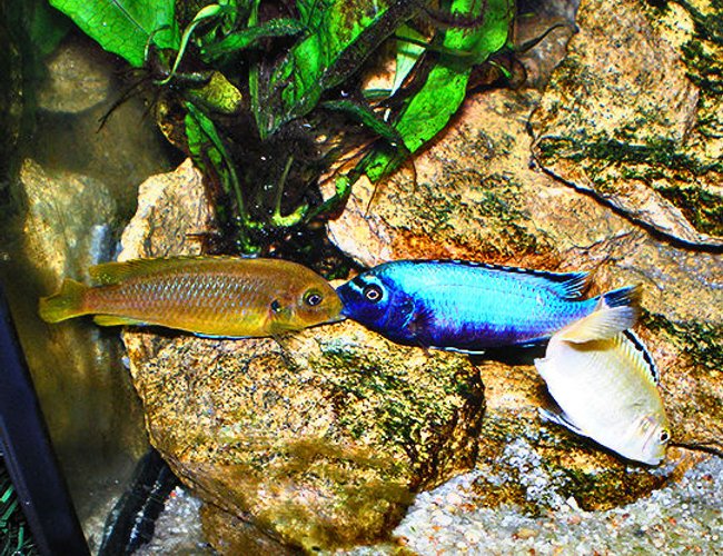 freshwater fish - pseudotropheus polit - polit stocking in 63 gallons tank - Cichlids Kiss freshwater fish - pseudotropheus polit - polit stocking in 63 gallons tank - Cichlids Kiss