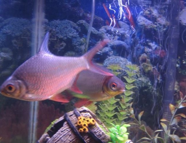 freshwater fish - barbus schwanefeldi - tinfoil red tail barb stocking in 40 gallons tank - Tinfoil Barb freshwater fish - barbus schwanefeldi - tinfoil red tail barb stocking in 40 gallons tank - Tinfoil Barb