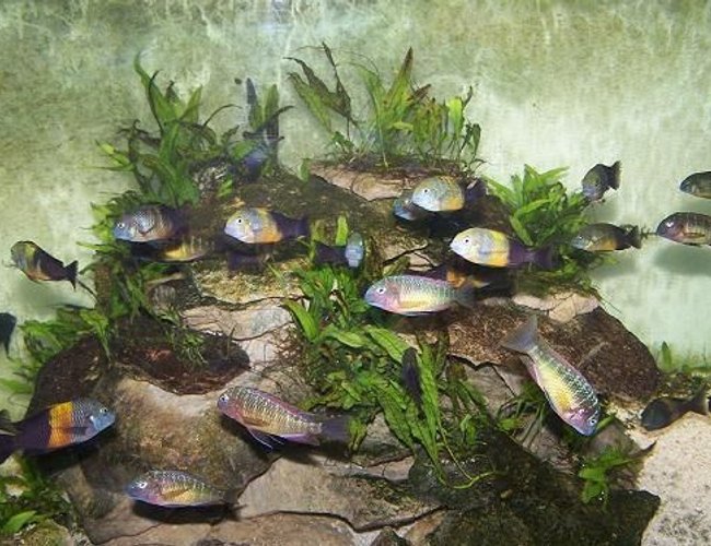 freshwater fish - tropheus moorii - moorii (kaiser ii) cichlid stocking in 165 gallons tank - 72x24x24 Tropheus Tank
14 F0 Kasanga 15 + Fry
12 F0 Bemba 40+Fry freshwater fish - tropheus moorii - moorii (kaiser ii) cichlid stocking in 165 gallons tank - 72x24x24 Tropheus Tank
14 F0 Kasanga 15 + Fry
12 F0 Bemba 40+Fry