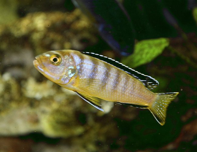 freshwater fish - labeotropheus fuelleborni - fuelleborni cichlid, marmalade stocking in 80 gallons tank freshwater fish - labeotropheus fuelleborni - fuelleborni cichlid, marmalade stocking in 80 gallons tank
