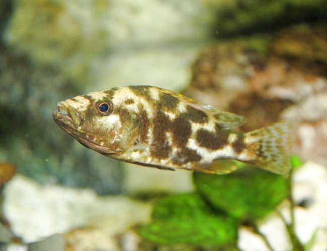 freshwater fish - nimbochromis livingstonii - livingstoni stocking in 80 gallons tank - Venustus Cichlid freshwater fish - nimbochromis livingstonii - livingstoni stocking in 80 gallons tank - Venustus Cichlid