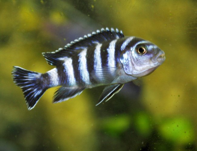 freshwater fish - pseudotropheus demasoni - demasoni cichlid stocking in 80 gallons tank - malawi freshwater fish - pseudotropheus demasoni - demasoni cichlid stocking in 80 gallons tank - malawi