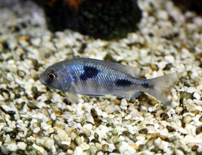 freshwater fish - otopharynx lithobates - sulphur crested lithobate stocking in 80 gallons tank - malawi freshwater fish - otopharynx lithobates - sulphur crested lithobate stocking in 80 gallons tank - malawi