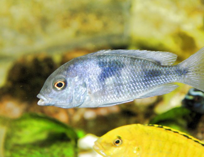 freshwater fish - cyrtocara moorii - blue dolphin cichlid stocking in 80 gallons tank - malawi freshwater fish - cyrtocara moorii - blue dolphin cichlid stocking in 80 gallons tank - malawi