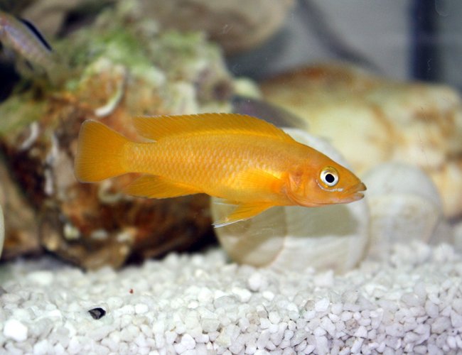 freshwater fish - neolamprologus leleupi - orange leleupi cichlid stocking in 80 gallons tank - Tanganyka freshwater fish - neolamprologus leleupi - orange leleupi cichlid stocking in 80 gallons tank - Tanganyka