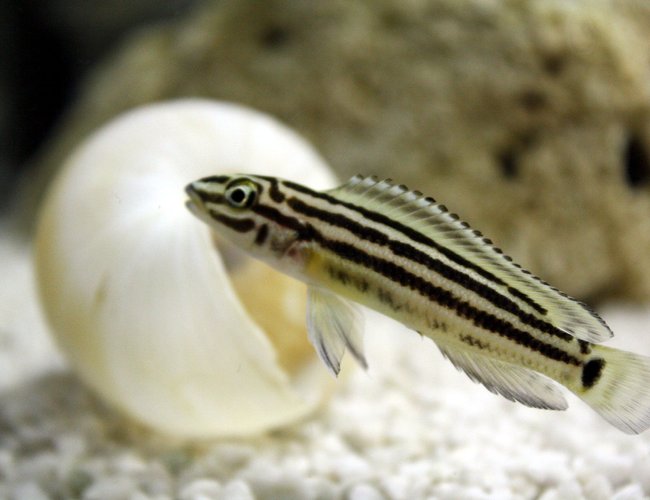 freshwater fish - julidochromis marlieri - marlieri cichlid stocking in 80 gallons tank - Tanganyka freshwater fish - julidochromis marlieri - marlieri cichlid stocking in 80 gallons tank - Tanganyka