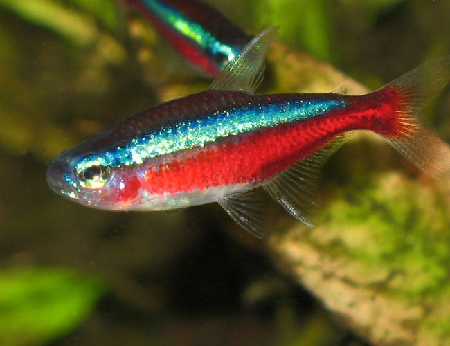 freshwater fish - paracheirodon axelrodi - cardinal tetra stocking in 30 gallons tank - Cardinal tetra - extreme closeup freshwater fish - paracheirodon axelrodi - cardinal tetra stocking in 30 gallons tank - Cardinal tetra - extreme closeup