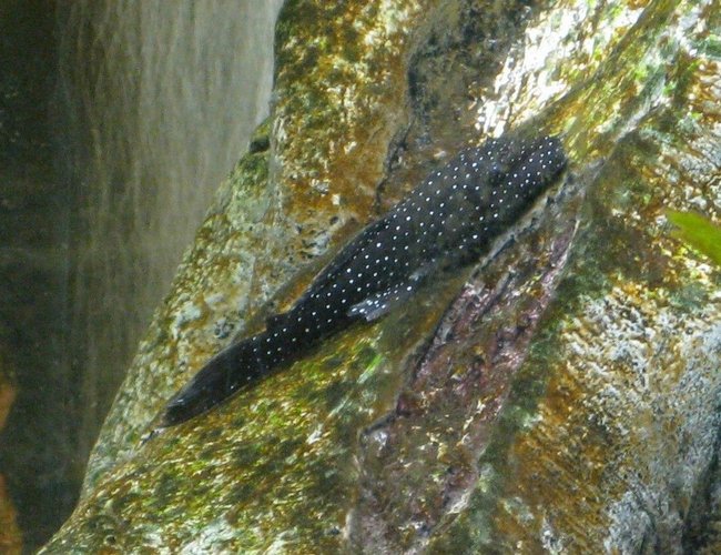 freshwater fish - ancistris sp. - starry night pleco (l-183) stocking in 135 gallons tank - Stary Night Pleco in 55 gal. tank freshwater fish - ancistris sp. - starry night pleco (l-183) stocking in 135 gallons tank - Stary Night Pleco in 55 gal. tank