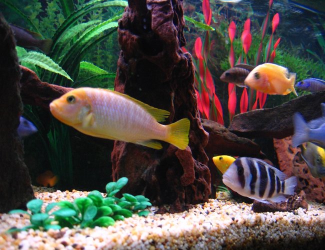 freshwater fish - maylandia hajomaylandi - hajomaylandi stocking in 75 gallons tank - (Left to right) Electric Blue, Leleupi, Hajomaylandi, Frontosa, Electric Yellow, Stuartgranti, Dragonblood Peacock, Venustus, Electric Blue. freshwater fish - maylandia hajomaylandi - hajomaylandi stocking in 75 gallons tank - (Left to right) Electric Blue, Leleupi, Hajomaylandi, Frontosa, Electric Yellow, Stuartgranti, Dragonblood Peacock, Venustus, Electric Blue.