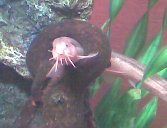 freshwater fish - misgurnus anguillicaudatus - gold dojo loach stocking in 36 gallons tank - this is my weather loach erkima wigglesquish in a cheeky pose! sadly he passed away :( he was 7 years old. freshwater fish - misgurnus anguillicaudatus - gold dojo loach stocking in 36 gallons tank - this is my weather loach erkima wigglesquish in a cheeky pose! sadly he passed away :( he was 7 years old.