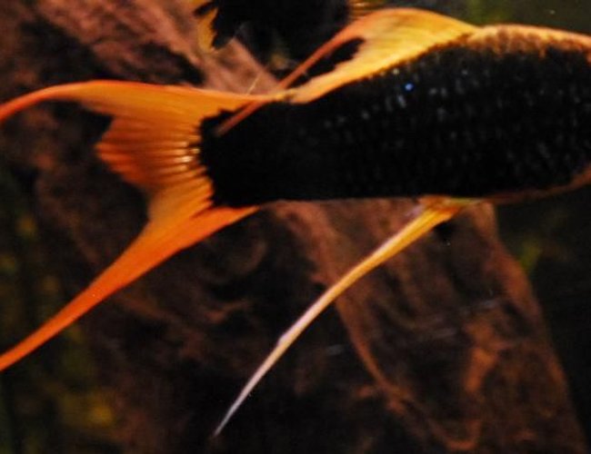 freshwater fish - xiphophorus helleri stocking in 55 gallons tank - 3" Black/Blue Marigold Swordtail freshwater fish - xiphophorus helleri stocking in 55 gallons tank - 3" Black/Blue Marigold Swordtail