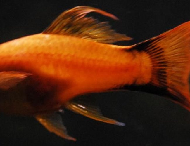 freshwater fish - xiphophorus helleri - hi fin lyretail swordtail stocking in 55 gallons tank - 3" Orange Lyretail Marigold freshwater fish - xiphophorus helleri - hi fin lyretail swordtail stocking in 55 gallons tank - 3" Orange Lyretail Marigold