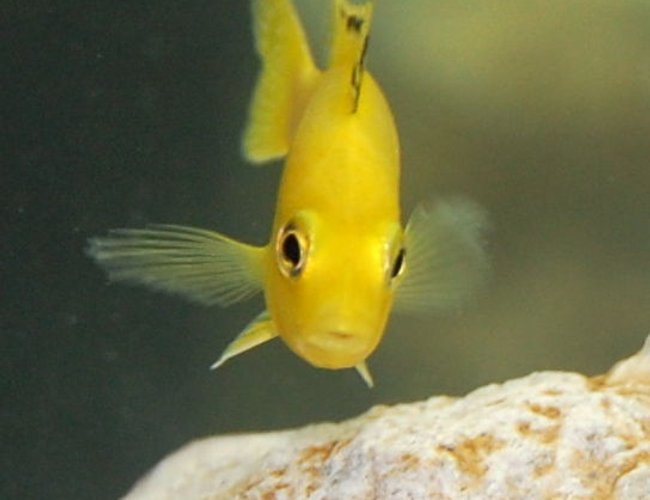freshwater fish - labidochromis caeruleus - electric yellow cichlid stocking in 55 gallons tank - African Cichlid freshwater fish - labidochromis caeruleus - electric yellow cichlid stocking in 55 gallons tank - African Cichlid