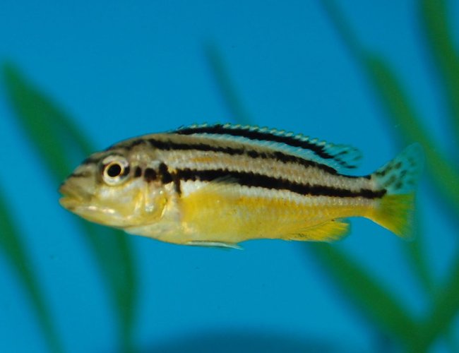freshwater fish - melanochromis auratus - auratus cichlid stocking in 55 gallons tank - African Cichlid freshwater fish - melanochromis auratus - auratus cichlid stocking in 55 gallons tank - African Cichlid