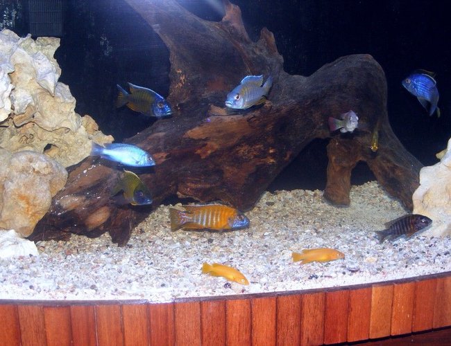 freshwater fish - cyrtocara moorii - blue dolphin cichlid stocking in 90 gallons tank - african cichlids mixed 90 gallons freshwater fish - cyrtocara moorii - blue dolphin cichlid stocking in 90 gallons tank - african cichlids mixed 90 gallons