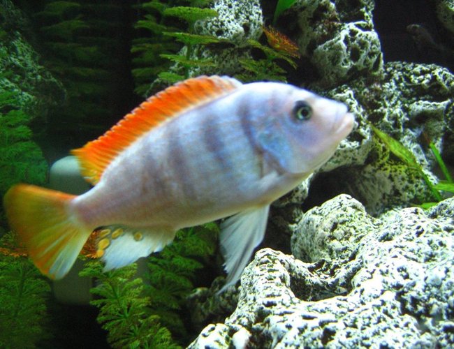 freshwater fish - metriaclima greshakei - ice blue red top zebra stocking in 125 gallons tank - ICE BLUE !!! freshwater fish - metriaclima greshakei - ice blue red top zebra stocking in 125 gallons tank - ICE BLUE !!!