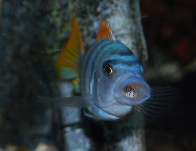 freshwater fish - cynotilapia afra - afra cichlid stocking in 125 gallons tank - Yawn freshwater fish - cynotilapia afra - afra cichlid stocking in 125 gallons tank - Yawn