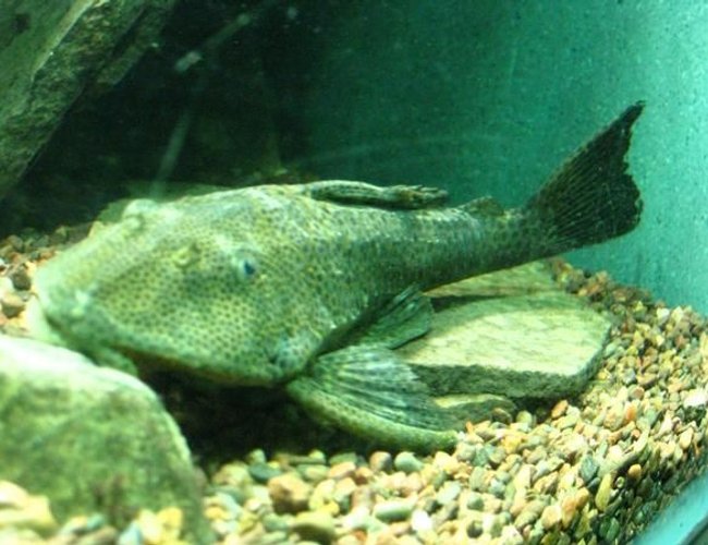 freshwater fish - glyptoperichthys gibbiceps - sailfin pleco (l-83) stocking in 200 gallons tank - pleco freshwater fish - glyptoperichthys gibbiceps - sailfin pleco (l-83) stocking in 200 gallons tank - pleco