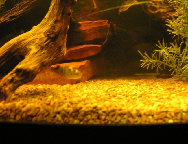freshwater fish - tetraodon travancoricus - indian dwarf puffer stocking in 120 gallons tank - puffer freshwater fish - tetraodon travancoricus - indian dwarf puffer stocking in 120 gallons tank - puffer