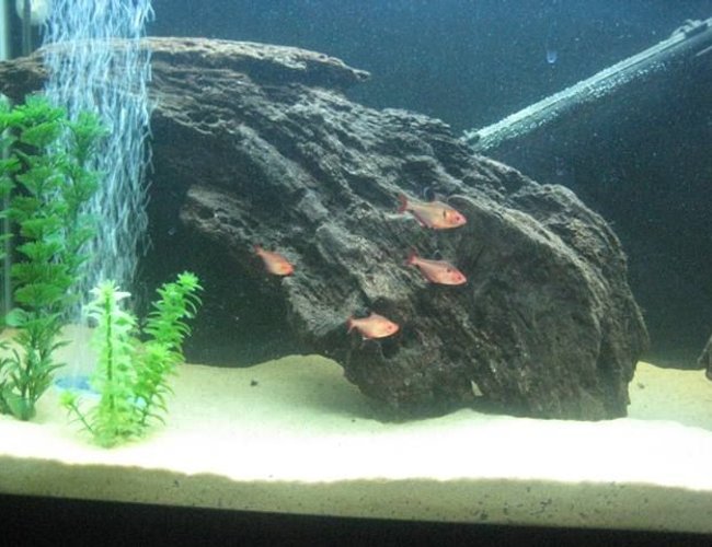 freshwater fish - hyphessobrycon callistus - red minor serpae tetra stocking in 55 gallons tank - Serpae Tetras is the 55 Gal Amazon Biotope freshwater fish - hyphessobrycon callistus - red minor serpae tetra stocking in 55 gallons tank - Serpae Tetras is the 55 Gal Amazon Biotope