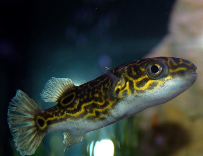 freshwater fish - tetraodon biocellatus - figure 8 puffer stocking in 46 gallons tank - Puffer....before you say anything. I know he's brackish, and he's been around for 6 months plus. I keep the salt a little high, not too high tho. He does well with the cichlids. no one bothers with him. freshwater fish - tetraodon biocellatus - figure 8 puffer stocking in 46 gallons tank - Puffer....before you say anything. I know he's brackish, and he's been around for 6 months plus. I keep the salt a little high, not too high tho. He does well with the cichlids. no one bothers with him.
