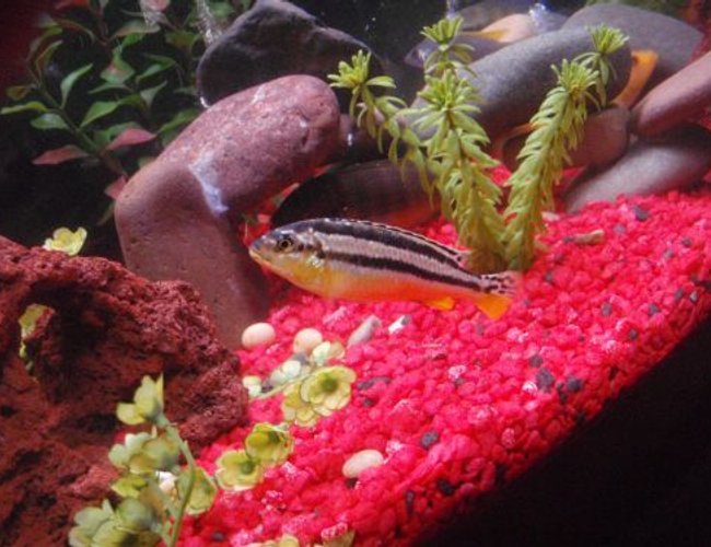 freshwater fish - melanochromis auratus - auratus cichlid stocking in 29 gallons tank - Malawi golden freshwater fish - melanochromis auratus - auratus cichlid stocking in 29 gallons tank - Malawi golden