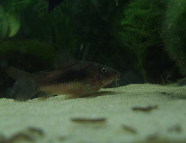 freshwater fish - corydoras aeneus - bronze cory stocking in 11 gallons tank - One of my three very healthy bronze corydoras ! freshwater fish - corydoras aeneus - bronze cory stocking in 11 gallons tank - One of my three very healthy bronze corydoras !