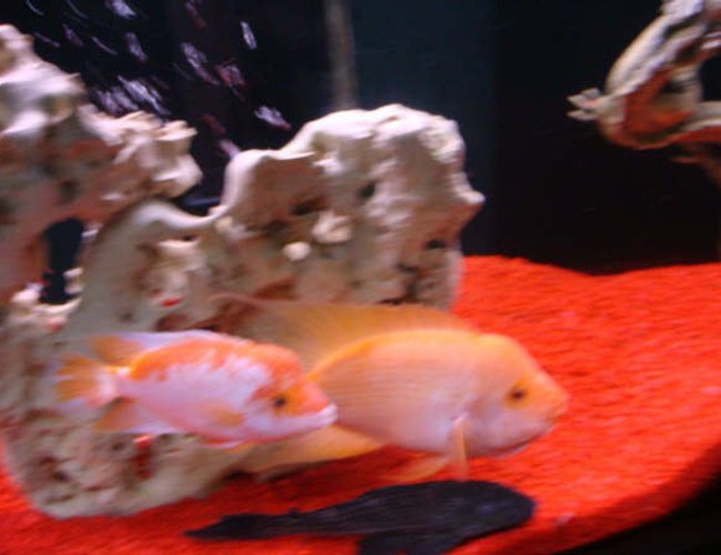 freshwater fish - amphilophus citrinellus - midas cichlid - freshwater freshwater fish - amphilophus citrinellus - midas cichlid - freshwater
