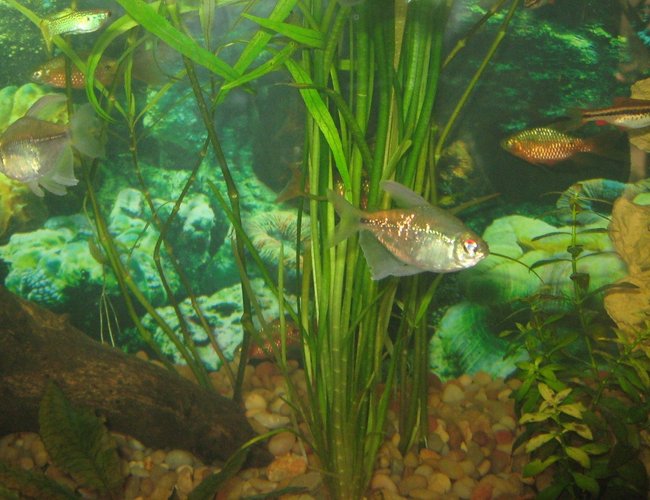 freshwater fish - moenkhausia pittieri - diamond tetra stocking in 75 gallons tank - Diamond Tetras, Guppy, Rosey Barb, Cherry Barb freshwater fish - moenkhausia pittieri - diamond tetra stocking in 75 gallons tank - Diamond Tetras, Guppy, Rosey Barb, Cherry Barb