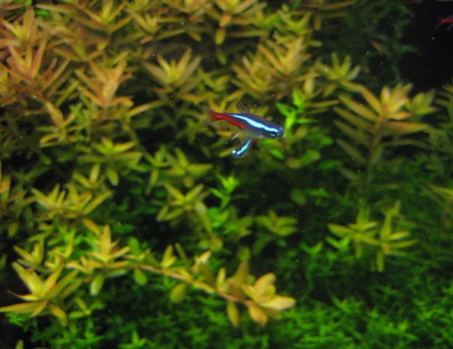 freshwater fish - paracheirodon innesi - neon tetra jumbo stocking in 29 gallons tank - neon tetra freshwater fish - paracheirodon innesi - neon tetra jumbo stocking in 29 gallons tank - neon tetra