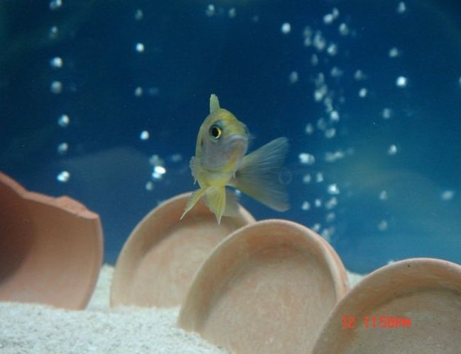 freshwater fish - aulonocara mamelela - lemon jake stocking in 75 gallons tank - Lemon Jake pix 2 freshwater fish - aulonocara mamelela - lemon jake stocking in 75 gallons tank - Lemon Jake pix 2