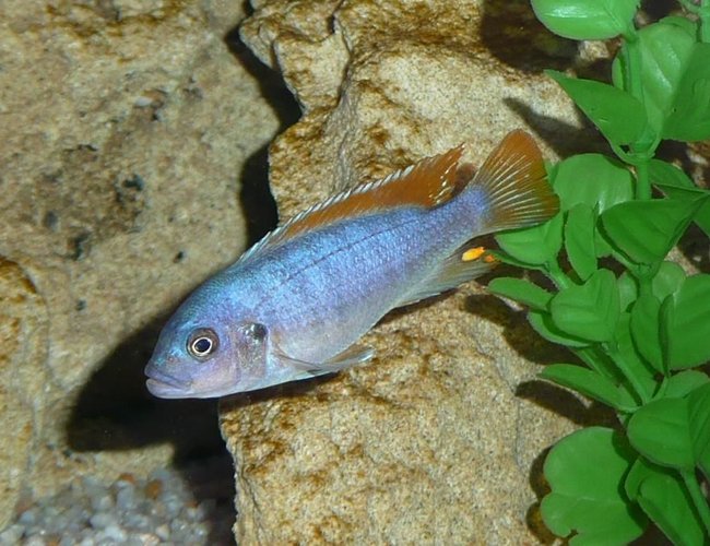 freshwater fish - metriaclima greshakei - ice blue red top zebra stocking in 50 gallons tank - Pseudotropheus greshakei 'ice blue' freshwater fish - metriaclima greshakei - ice blue red top zebra stocking in 50 gallons tank - Pseudotropheus greshakei 'ice blue'