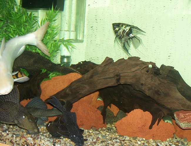 freshwater fish - pterophyllum sp. - marble veil angel stocking in 180 gallons tank - Our 180 gal. tank freshwater fish - pterophyllum sp. - marble veil angel stocking in 180 gallons tank - Our 180 gal. tank