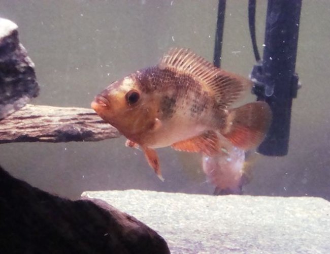 freshwater fish - amphilophus citrinellus - midas cichlid stocking in 55 gallons tank - Interestingly colored midas freshwater fish - amphilophus citrinellus - midas cichlid stocking in 55 gallons tank - Interestingly colored midas