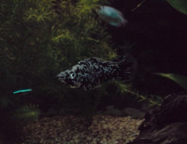freshwater fish - poecilia latipinna - dalmatian molly stocking in 31 gallons tank - Sharon the Molly freshwater fish - poecilia latipinna - dalmatian molly stocking in 31 gallons tank - Sharon the Molly