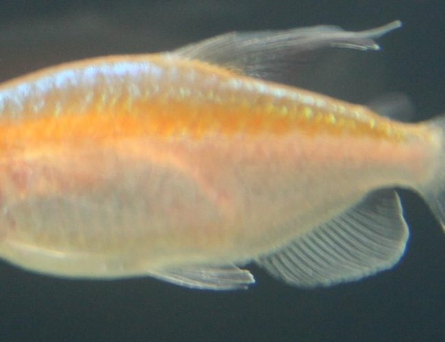 freshwater fish - phenacogrammus interruptus - congo tetra stocking in 150 gallons tank - Albino Congo Tetra (Female) freshwater fish - phenacogrammus interruptus - congo tetra stocking in 150 gallons tank - Albino Congo Tetra (Female)