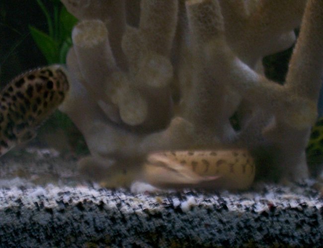 freshwater fish - ctenopoma acutirostre - leopard ctenopoma stocking in 30 gallons tank - tire track eel, leaf fish, and gsp in the background freshwater fish - ctenopoma acutirostre - leopard ctenopoma stocking in 30 gallons tank - tire track eel, leaf fish, and gsp in the background