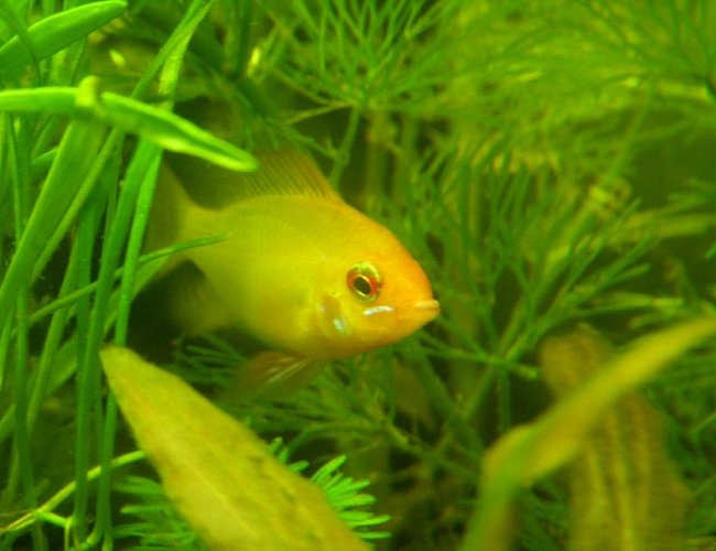 freshwater fish - papiliochromis ramirezi - german gold ram stocking in 150 gallons tank - gold ram male freshwater fish - papiliochromis ramirezi - german gold ram stocking in 150 gallons tank - gold ram male