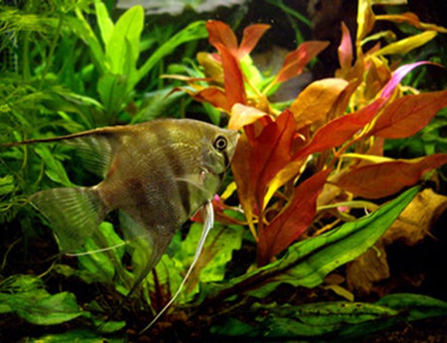 freshwater fish - pterophyllum scalare - half black angelfish stocking in 40 gallons tank - Pterophillum Scalare freshwater fish - pterophyllum scalare - half black angelfish stocking in 40 gallons tank - Pterophillum Scalare