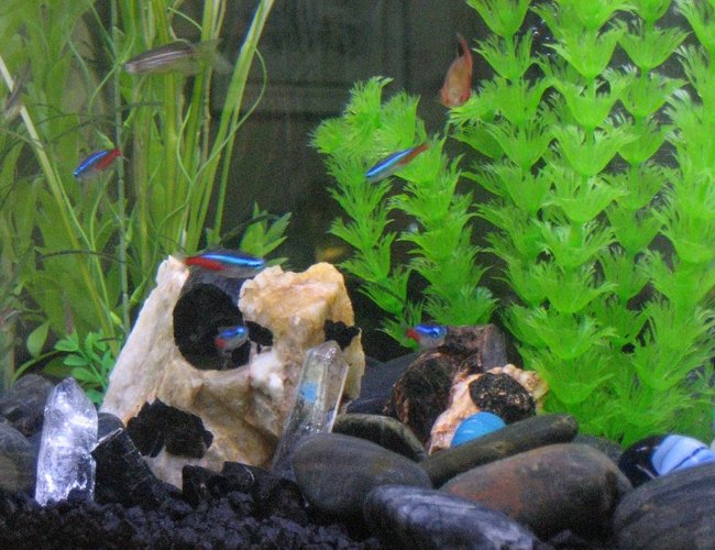 freshwater fish - paracheirodon innesi - neon tetra jumbo stocking in 20 gallons tank - There's crystals in them there waters! freshwater fish - paracheirodon innesi - neon tetra jumbo stocking in 20 gallons tank - There's crystals in them there waters!