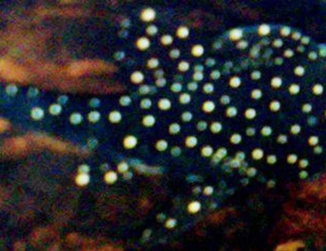 freshwater fish - pseudoacanthicus angelicus - pseudoacanthicus angelicus pleco (l-282) stocking in 18 gallons tank - bristlenose freshwater fish - pseudoacanthicus angelicus - pseudoacanthicus angelicus pleco (l-282) stocking in 18 gallons tank - bristlenose