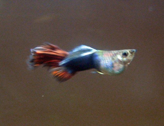 freshwater fish - poecilia reticulata - black phantom delta guppy stocking in 29 gallons tank - guppy freshwater fish - poecilia reticulata - black phantom delta guppy stocking in 29 gallons tank - guppy